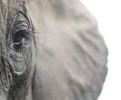 Elephant.jpg
