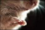 Claws.jpg