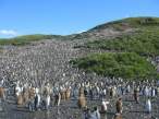 Penguins.jpg