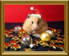 Hamster.jpg