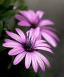 Flowers.jpg