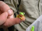 Frog.jpg