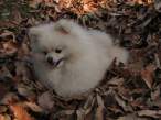 Puppy.jpg