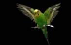 Parrot.jpg