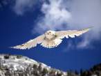 Owl.jpg