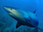 Shark.jpg