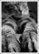 Kitty.jpg