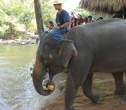 Elephant.jpg