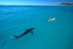 Shark.jpg