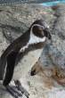 Penguin.jpg