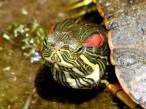 Turtle.jpg