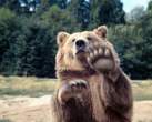 Paws.jpg