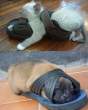 sleeping.jpg