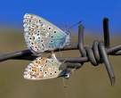 Butterfly.jpg