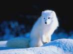 Polar.jpg