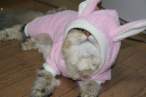 Bunny.jpg
