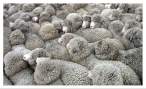 Sheep.jpg