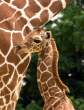 Giraffe.jpg
