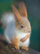 Chipmunk.jpg