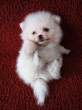 Puppy.jpg