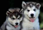 Husky.jpg