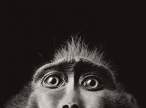 Monkey.jpg