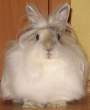 Fluffy.jpg