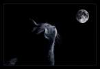 Moon.jpg