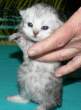 Tiny kitty.jpg