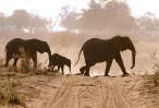Elephant.jpg