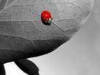 Ladybug.jpg