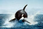 Whale.jpg