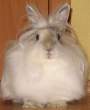 Bunny.jpg