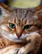 Cat.jpg
