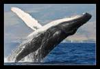 whale.jpg