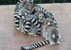 racoon.jpg