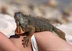 iguana.jpg