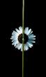 flower.jpg
