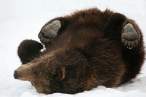 Bear.jpg