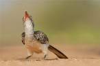 Bird.jpg