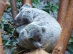 Koala.jpg