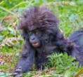 Gorilla.jpg