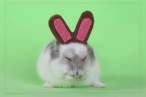 Bunny.jpg