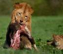 Lion.jpg