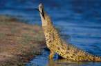 Crocodile.jpg