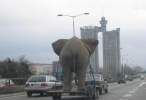 Elephant.jpg