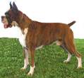 brindle_boxer_dog_h02.jpeg