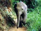 Elephant.jpg