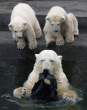Polar.jpg