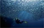 Fish.jpg